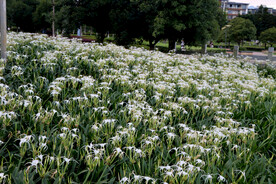 蜘蛛兰 纯白花朵 美洲水鬼蕉 