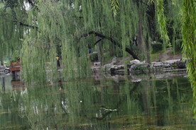 垂柳风景 