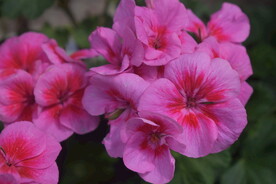 路边的花
