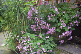 邻居家种的花