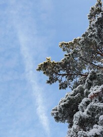 户外冬季雪松自然树木