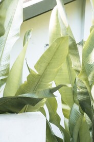 户外绿色植物景观