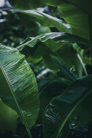 户外绿色植物景观