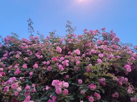 粉色蔷薇花