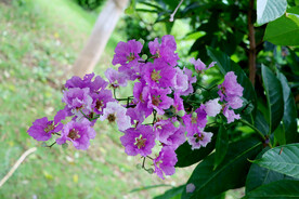 紫薇花