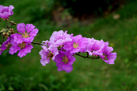 紫薇花