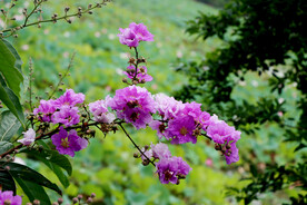 紫薇花