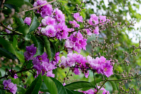 紫薇花