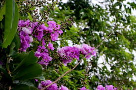 紫薇花