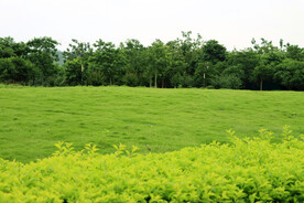 绿草地