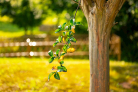 风景画 树木 湖泊 河流 绿色