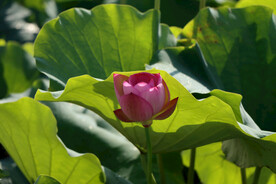 荷花花苞