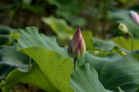 荷花花苞