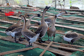 家鹅