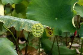 莲蓬 荷 莲 荷花 荷叶 荷韵
