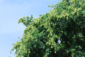 栾树 