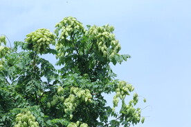 栾树