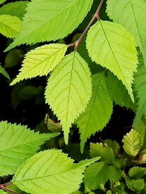 中华金叶榆 榆树 树叶 叶脉 