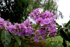 紫薇花
