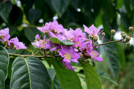 紫薇花