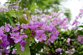 紫薇花