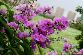 紫薇花