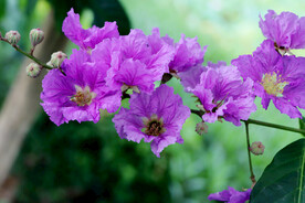紫薇花