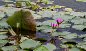 睡莲花