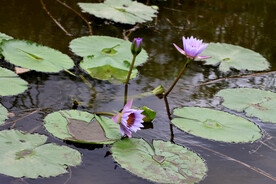 睡莲花