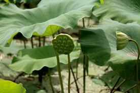 莲蓬