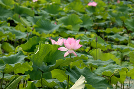 荷花 花卉 红荷 绿叶 水珠 