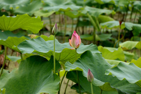 荷花花苞花蕾