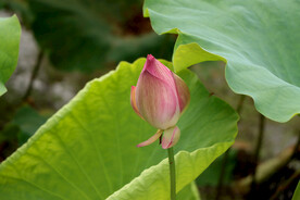 荷花花苞