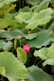 粉红色荷花花苞