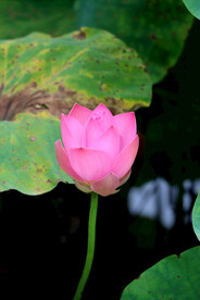 粉红色荷花花苞