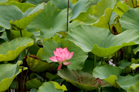 粉荷花