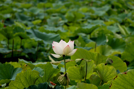 白荷花