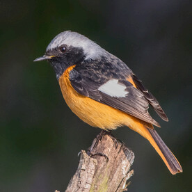 北红尾鸲 生态摄影 野外鸟类 