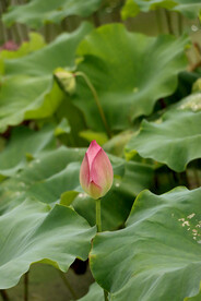 荷花花苞