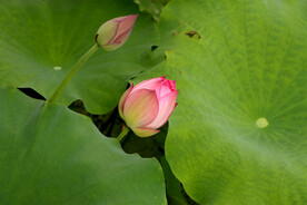 荷花花苞花蕾