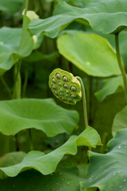莲蓬莲子
