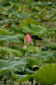 荷花花苞