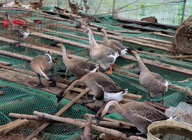 一群家鹅