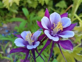 耧斗花