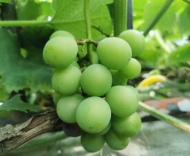 吐鲁番无核白葡萄