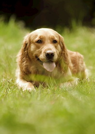 可爱犬类动物         