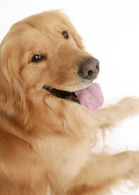 可爱犬类动物         