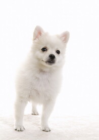 可爱犬类动物         