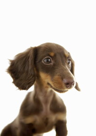 可爱犬类动物         