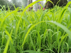 雨后 草丛 草坪